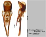 Female