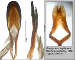 Female