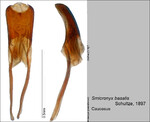 Female