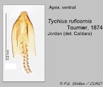 Female