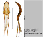 Female