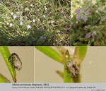 Host Plants