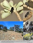 Host Plants
