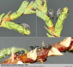 Biotope