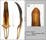 Female