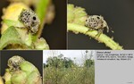 Host Plants