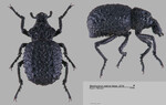 Female
