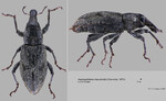 Female