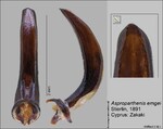 Female