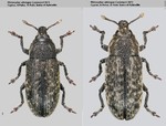 Female