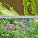 Biotope