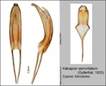 Host Plants
