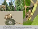 Biotope