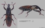 Female