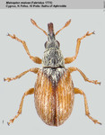 Female