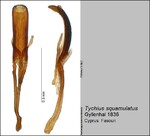 Female