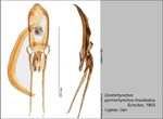 Female