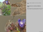 Biotope