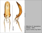Female