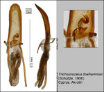 Female