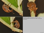 Biotope