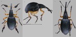 Female