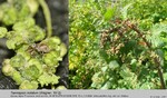 Host Plants