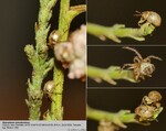 Host Plants