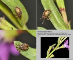 Host Plants