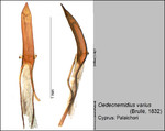 Female