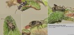 Host Plants