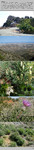 Host Plants