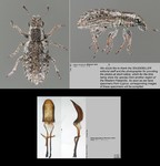 Female
