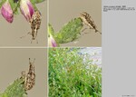 Host Plants