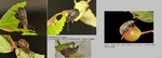 Host Plants