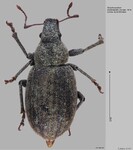 Female