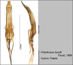 Female