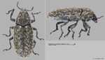 Female