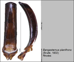 Female