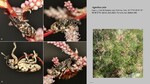 Host Plants