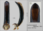 Female