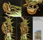 Biotope