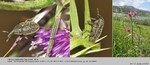 Host Plants