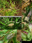 Host Plants
