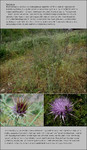Host Plants