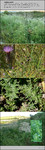 Host Plants