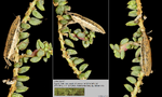 Host Plants