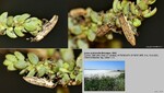 Host Plants