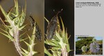 Biotope